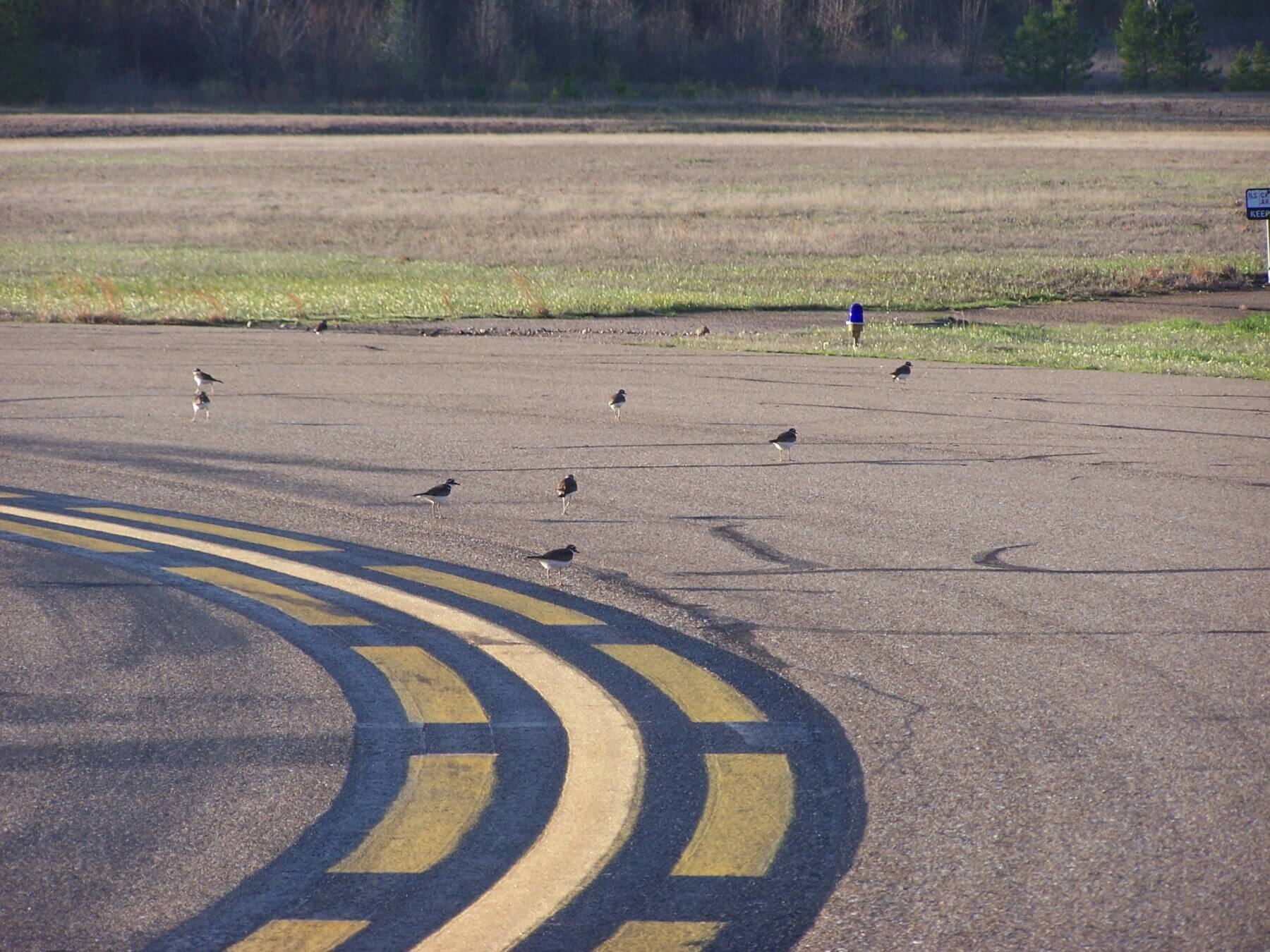 small birds on an airport runway