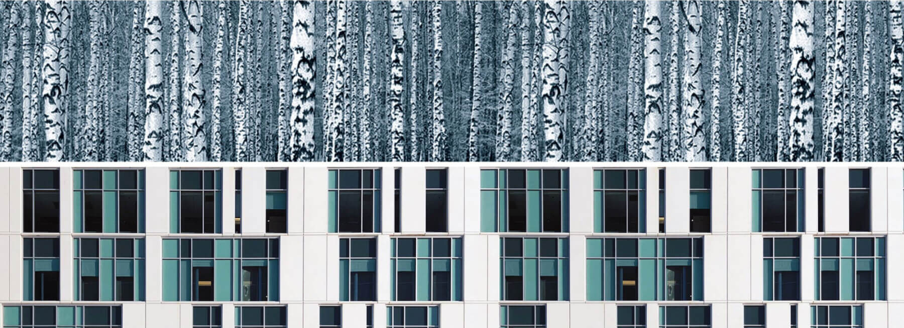 birch tree trunks and limbs demonstrating design inspiration for exterior windows