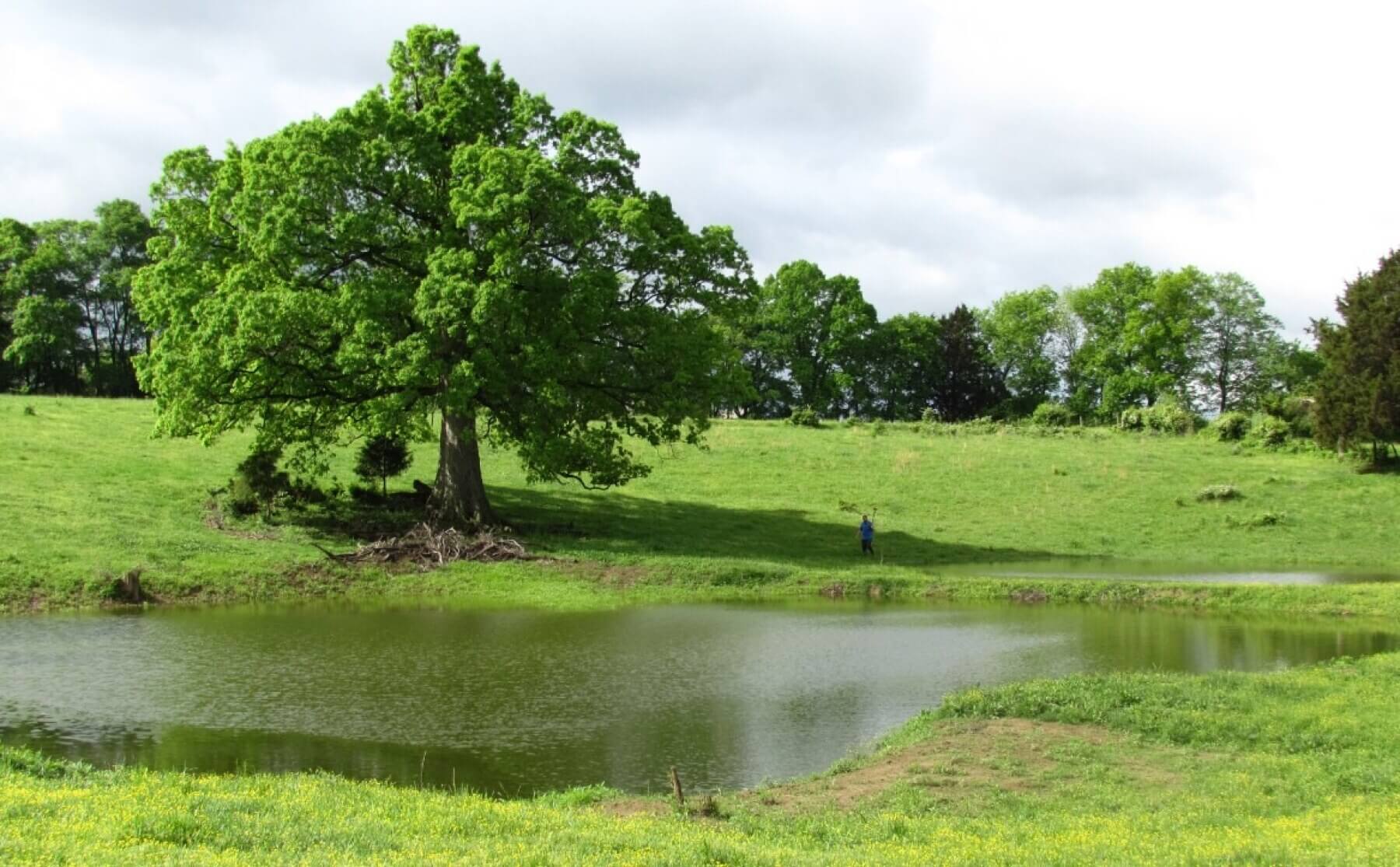a field with a pond and a tree