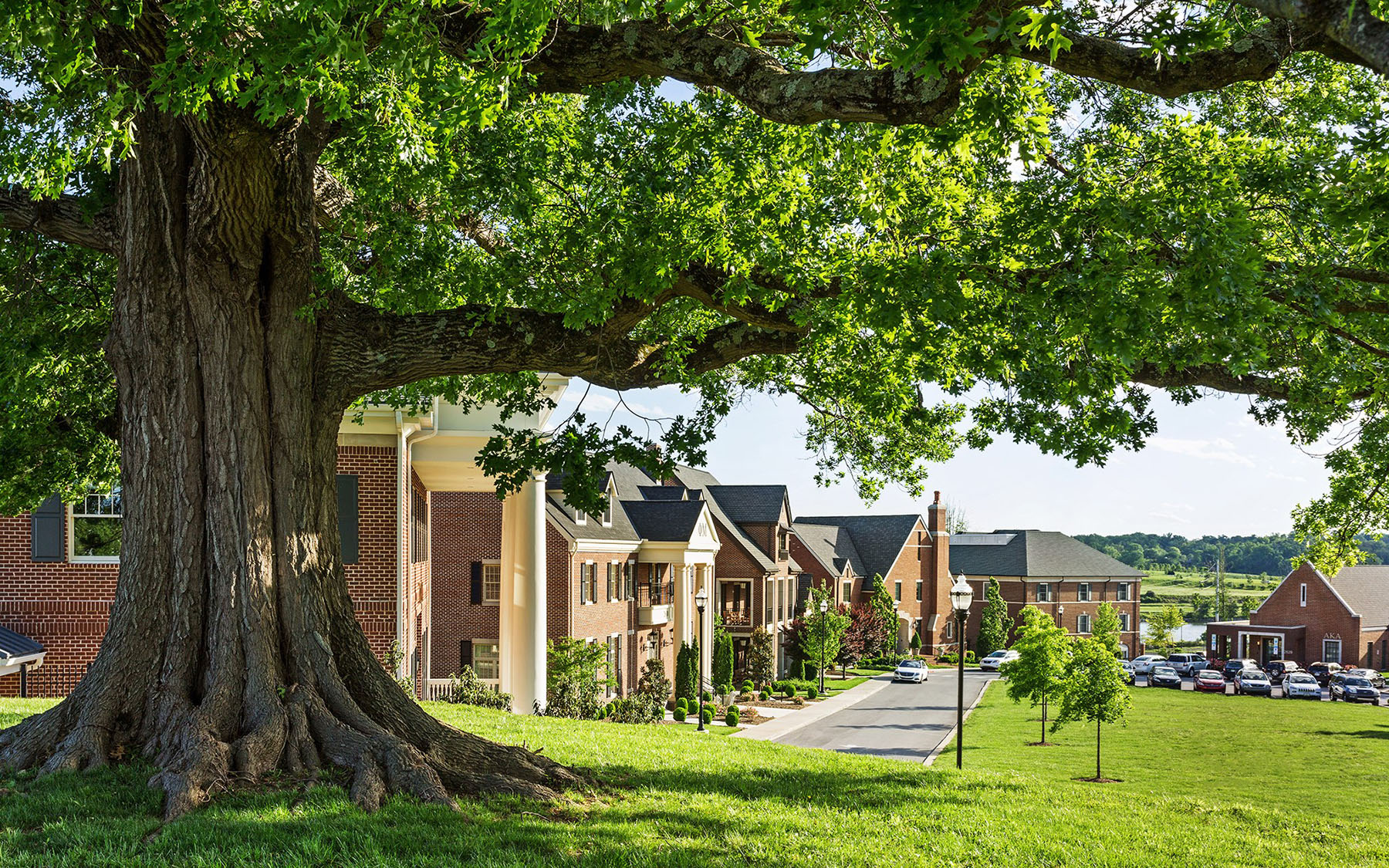 a large tree in front of the University of Tennessee’s Sorority Housing site