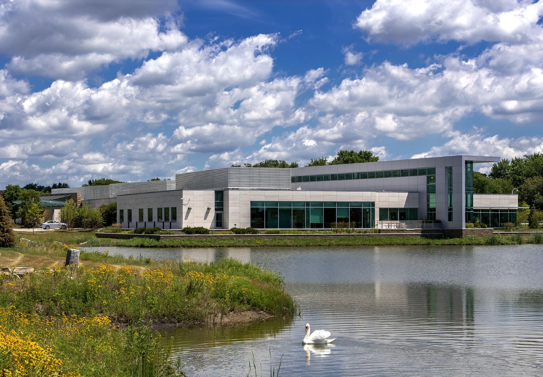 Exterior of a modern building with a pond and wildflowers and a swan in front